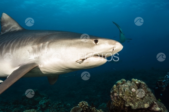 Tahiti, requin tigre venant proche du photographe