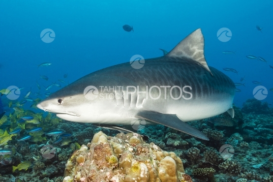 Tahiti, requin tigre nageant proche du cameraman