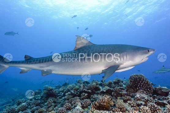 Tahiti, requin tigre nageant le long du jardin de corail