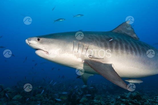 Tahiti, requin tigre nageant près du photographe