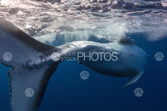 Tahiti, baleineau à bosse, nageant et jouant près de la surface