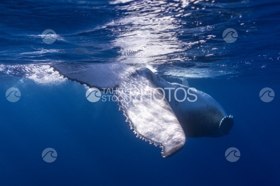 Tahiti, baleineau à bosse, nageant et jouant près de la surface