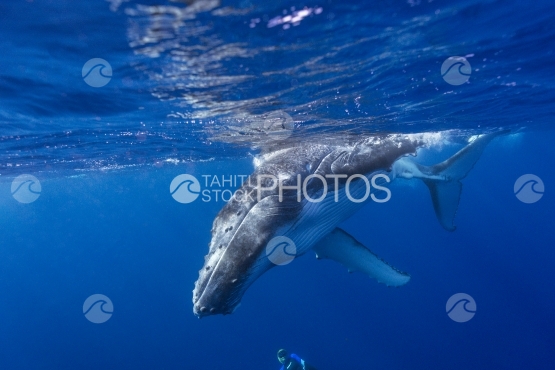 Tahiti, baleine à bosse, nageant près de la surface