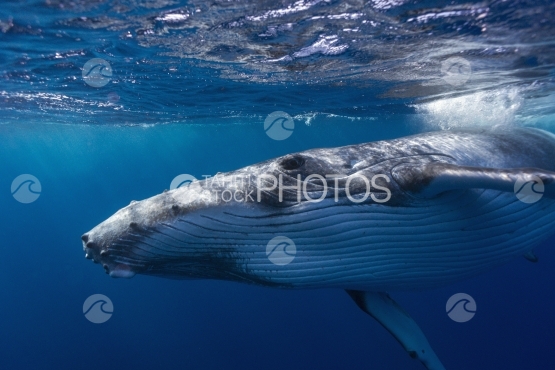 Tahiti, baleine à bosse venant proche du photographe