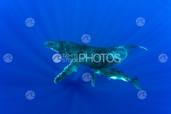 Tahiti, humpback whale swimming by the surface