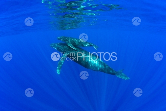Tahiti, baleine à bosse et son jeune baleineau remontant à la surface
