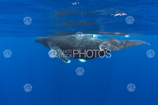 Tahiti, baleine à bosse nageant près de la surface