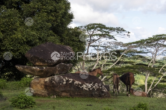 Nuku Hiva, chevaux sauvage broutant l herbe près de gros rochers