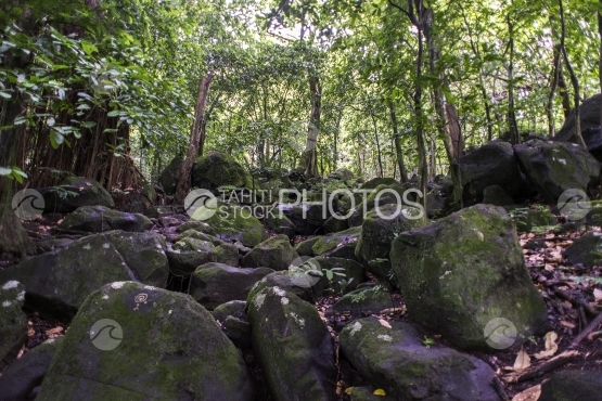 Nuku Hiva, Anaho, rochers dans la forest sauvage