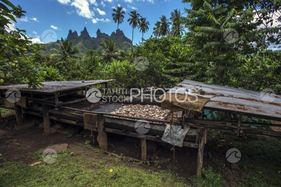 Nuku Hiva, coprah séchant au soleil, en pleine nature sauvage