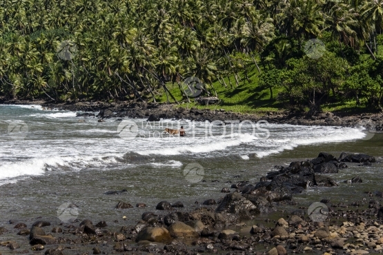 Nuku Hiva, homme et son cheval se baignant dans la mer, près de la plage de sable  noir