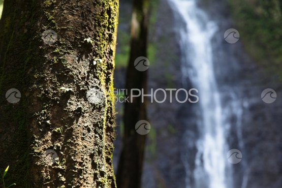 Tahiti, Cascade derrière un arbre