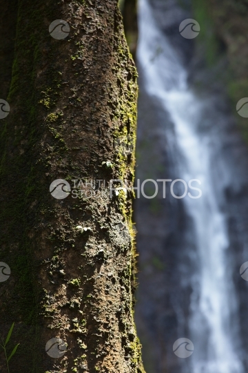 Tahiti, Cascade  derrière un arbre