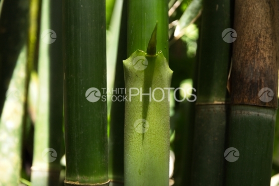 Tahiti, tiges de bambou