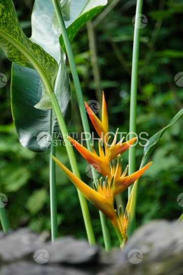 Tahiti, fleur tropicale heliconia