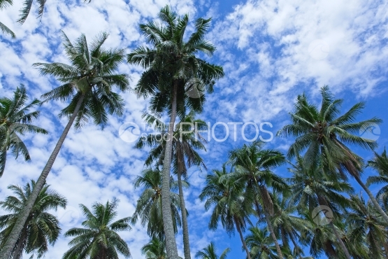 Tahiti, Coconutnut grove from below