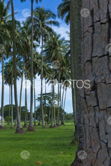 Tahiti, Coconutnut grove