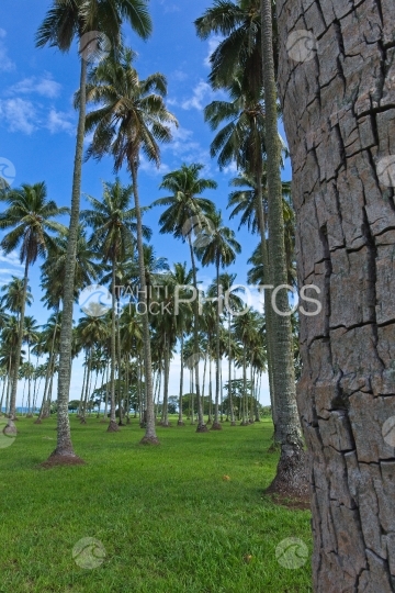 Tahiti, Coconutnut grove