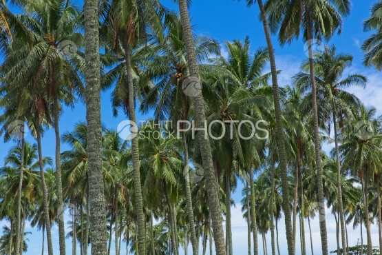 Tahiti, cocoteraie