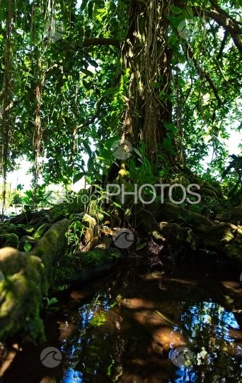 Tahiti, gros arbre mape à longues racines au bord de l eau