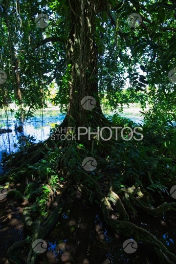 Tahiti, gros arbre mape à longues racines au bord de l eau
