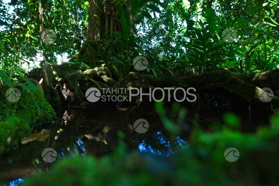 Tahiti, gros arbre mape à longues racines au bord de l eau