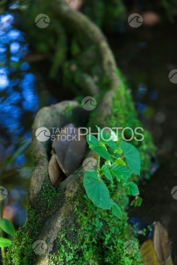 Tahiti, gros arbre mape à longues racines au bord de l eau