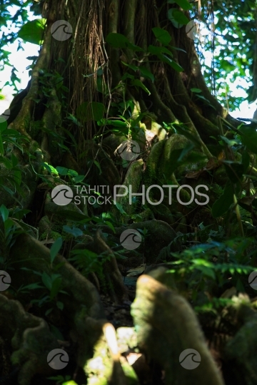 Tahiti, gros arbre mape à longues racines au bord de l eau