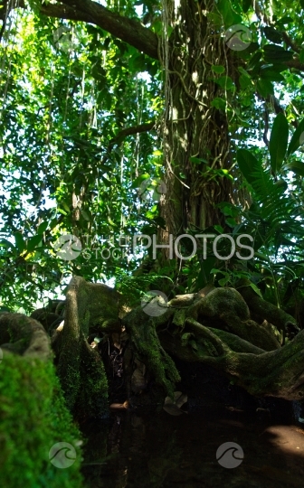 Tahiti, gros arbre mape à longues racines au bord de l eau