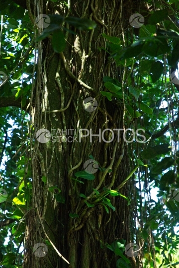 Tahiti, gros arbre mape