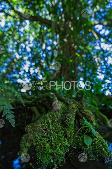 Tahiti, gros arbre mape à longues racines au bord de l eau