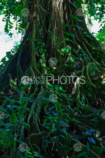 Tahiti, gros arbre mape à longues racines au bord de l eau
