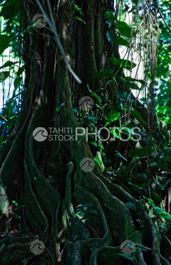Tahiti, gros arbre mape à longues racines au bord de l eau