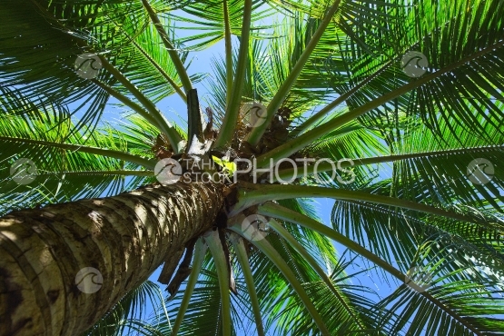Tahiti, coconut tree from below