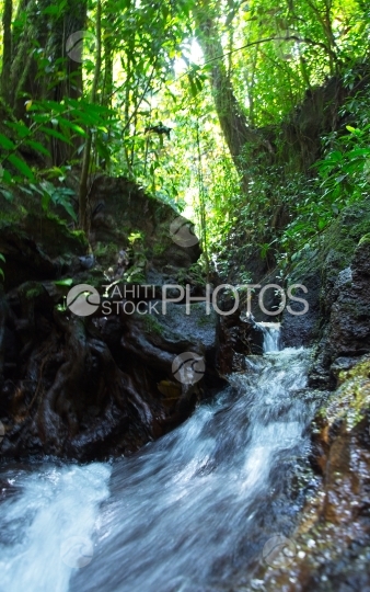 Tahiti, petit torrent d eau au milieu des arbres