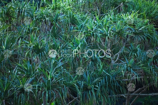 Tahiti, bosquet de pandanus