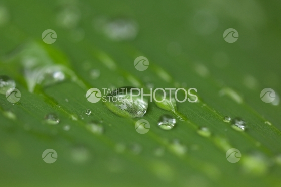 Gouttes de pluie sur une feuille de bananier