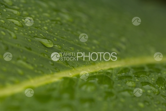 Gouttes de pluie sur végétation tropicale