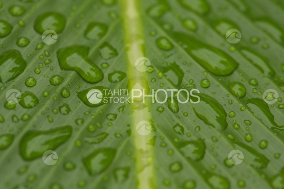 Gouttes de pluie sur végétation tropicale