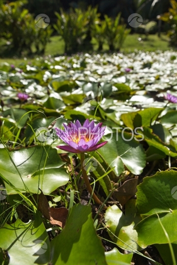 Polynésie, fleur de  nénuphar mauve