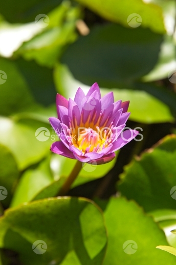 Polynésie, fleur de  nénuphar mauve