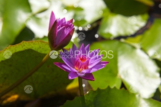 Polynésie, deux fleurs de  nénuphar mauve