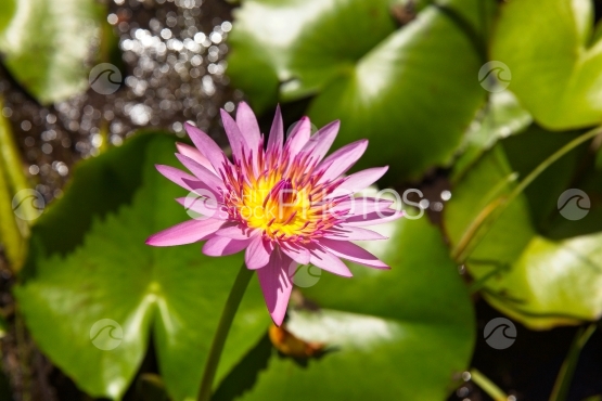 Tahiti, puple nenuphar