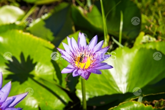 Tahiti, bee eating nectar in puple nenuphar