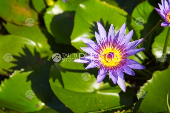 Polynésie, fleur de  nénuphar mauve et son ombre