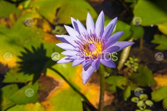 Polynésie, fleur de  nénuphar mauve et son ombre
