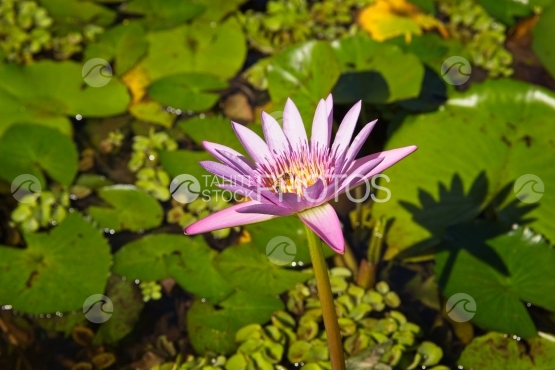 Polynésie, abeille butinant un nénuphar mauve
