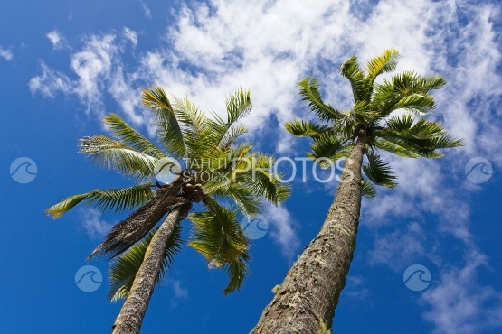 Polynésie, deux cocotiers dans le vent pris d en dessous