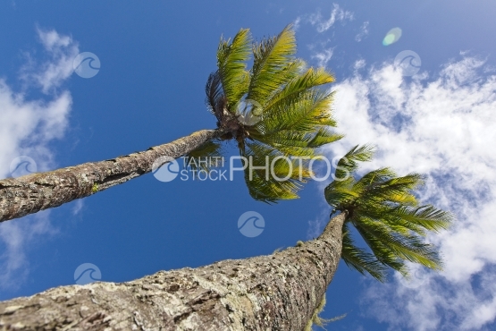 Polynésie, cocotiers dans le vent pris d en dessous