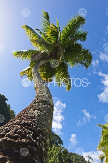 Polynésie, cocotier dans le vent pris d en dessous